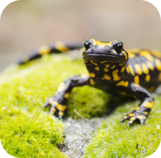 Fire Salamander